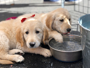 Cute Puppies at a water bowl